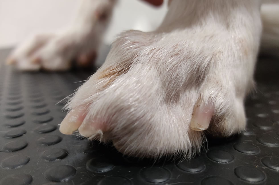 El truco para cortar las uñas a un perro  Aon Seguro para Perros y Gatos