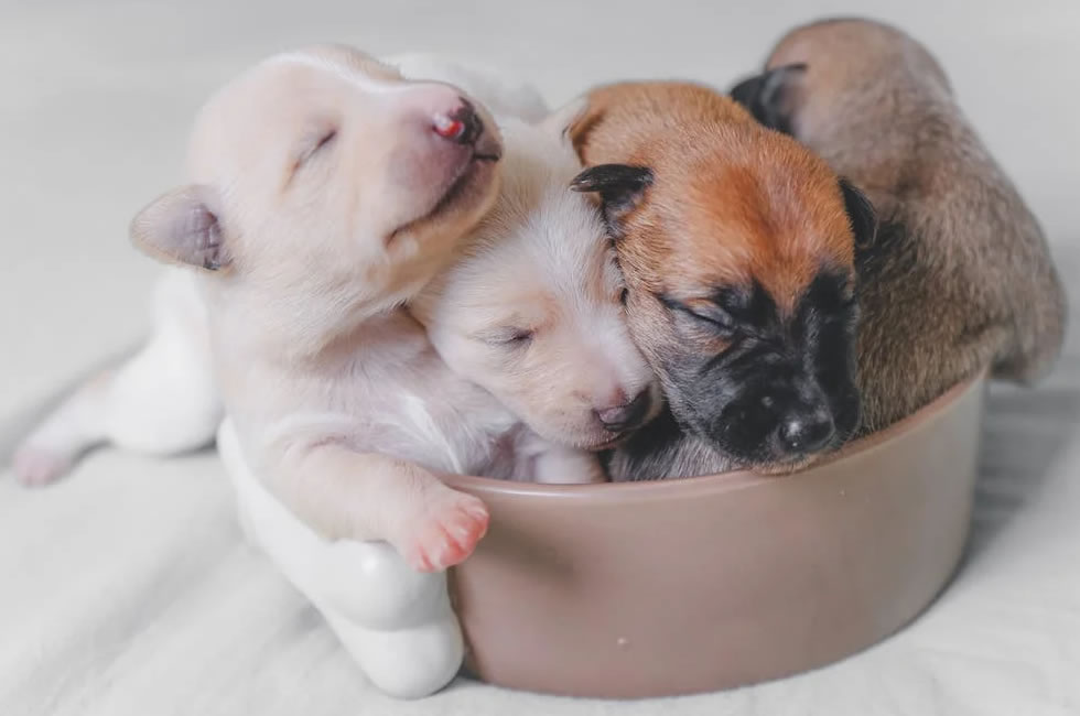 Cachorros recién nacidos