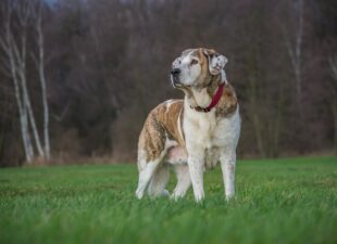 Perro de raza Mastín observando sobre un campo de hierba