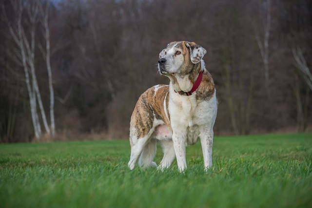 Perro de raza Mastín observando sobre un campo de hierba