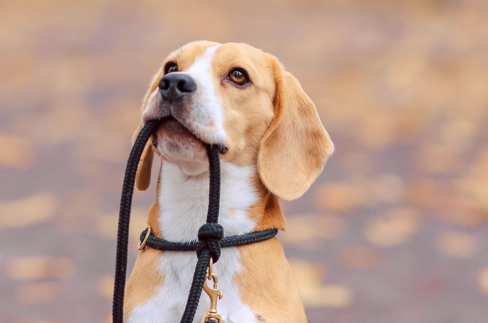 ¿Qué hacer si tu perro muerde la correa?