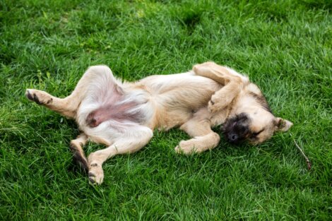 Perro revolcándose en la hierba boca arriba