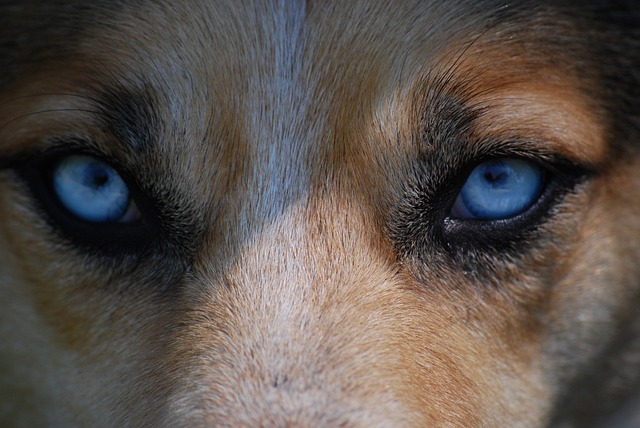 Ojos azules de perro en la oscuridad