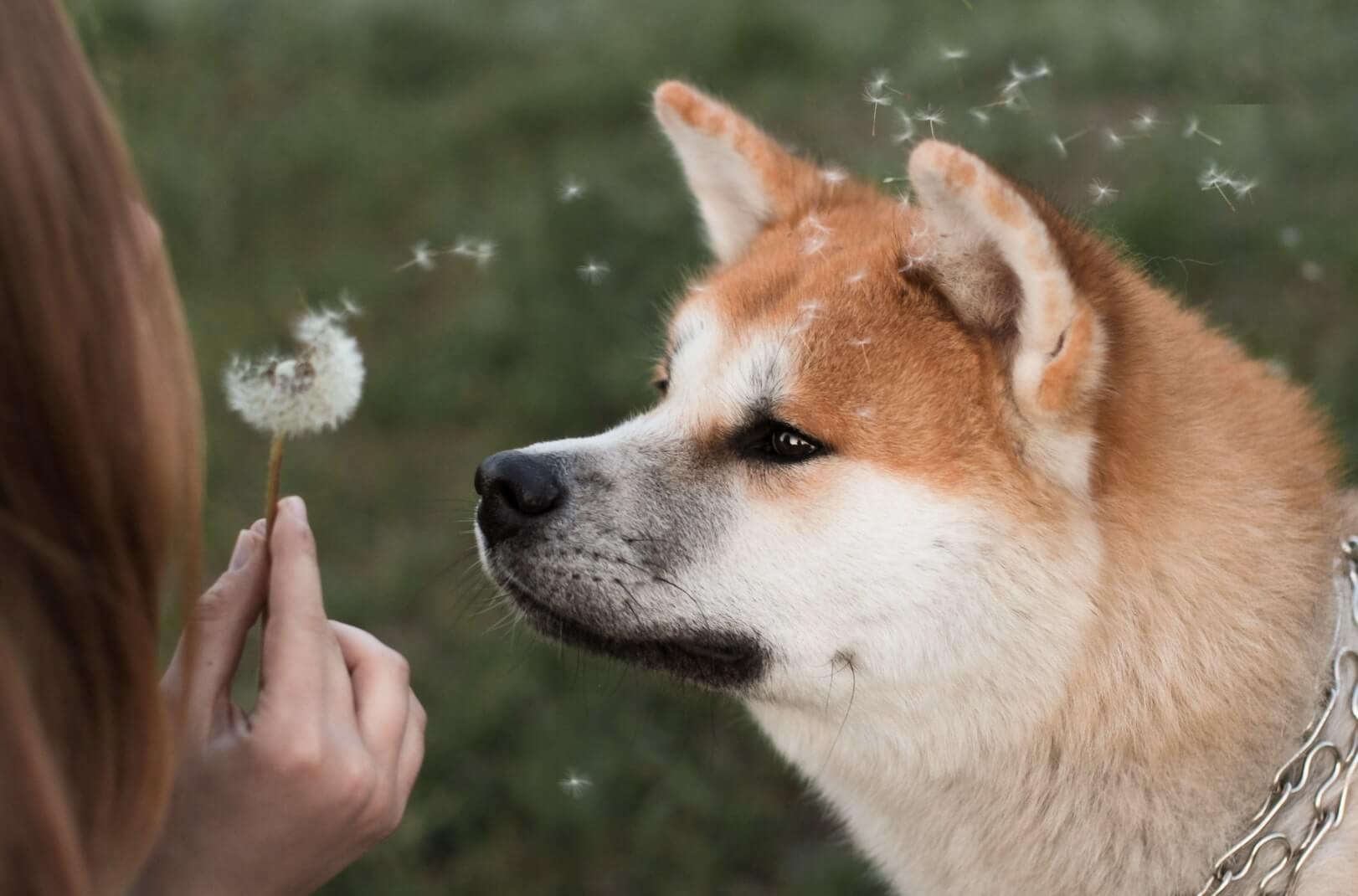 El Akita Inu: un perro de gran inteligencia y belleza física