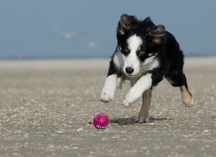 Border collie jugando en la playa con una pelota
