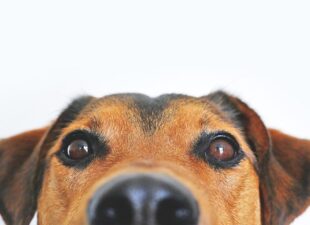 Detalle de los ojos de un perro
