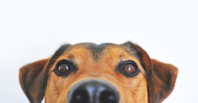 Detalle de los ojos de un perro