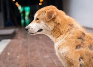 Caída de pelo en perros: Causas y consejos
