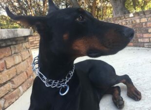Lesiones por el uso de collar de castigo en perros
