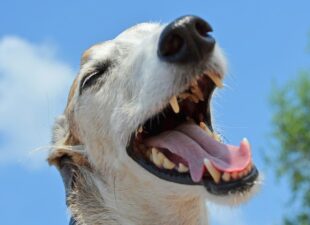 Perro con la boca abierta enseñando los dientes