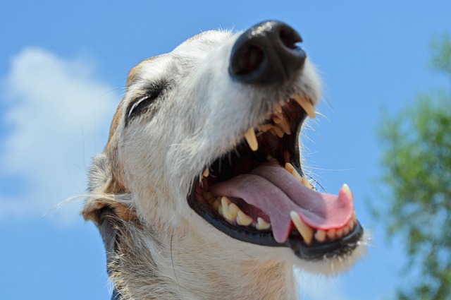 Perro con la boca abierta enseñando los dientes