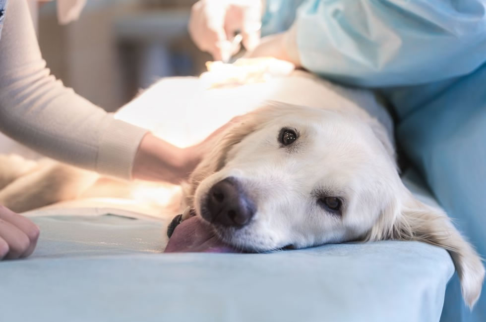 Cuándo esterilizar a un perro: recomendaciones y consideraciones importantes