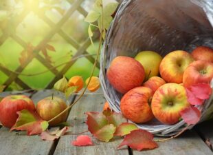 La manzana: Un saludable y delicioso snack para tu perro 🍏