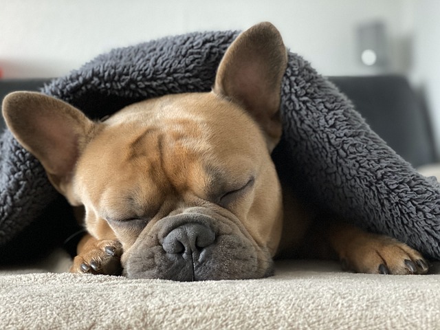 Cómo dormir a un perro: Consejos y técnicas efectivas