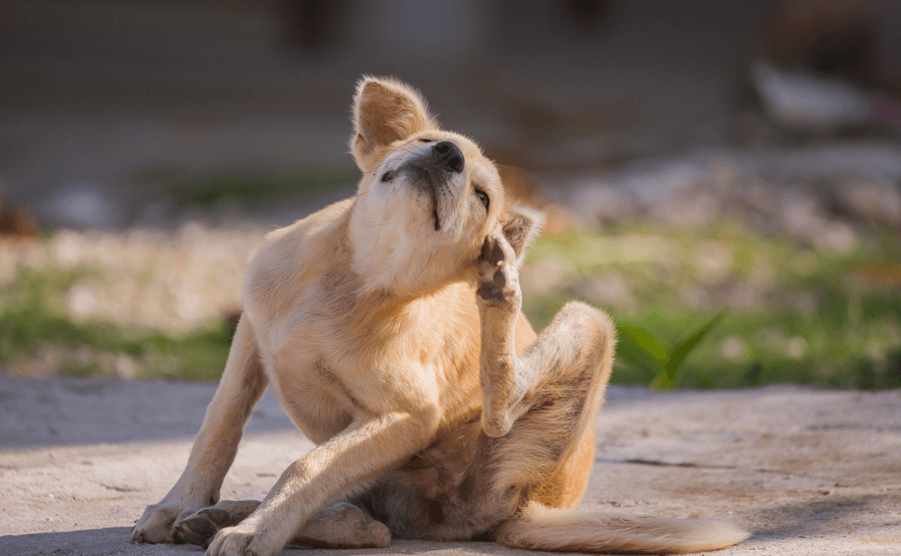 Cómo aliviar el picor en perros: consejos y remedios caseros
