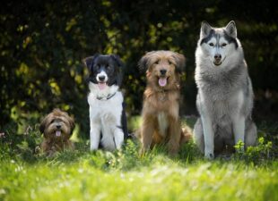 Varios perros de distintas razas