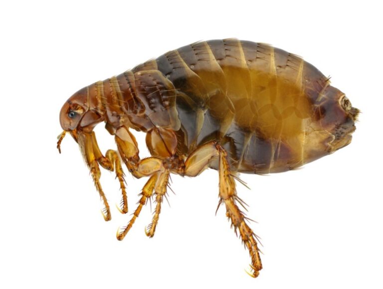 Imagen de una pulga a gran tamaño